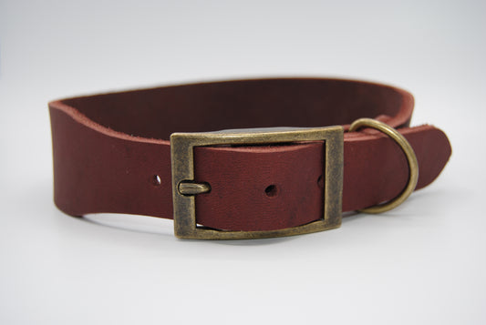 Hund trägt Lederhalsband Terra – natürliches Design für Alltag und Abenteuer
